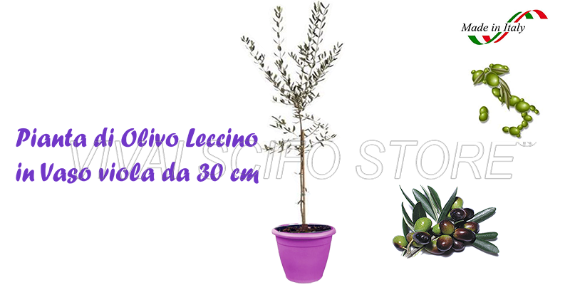 EURO PLANTS Pianta Di Olivo Leccino | Vaso 20cm | Altezza 120-130cm | 2 Anni | Per Giardino E Terrazzo